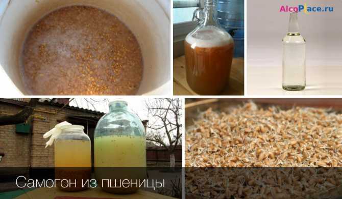 Самогон из пшеницы: проращивание зерна, приготовление браги, рецепты