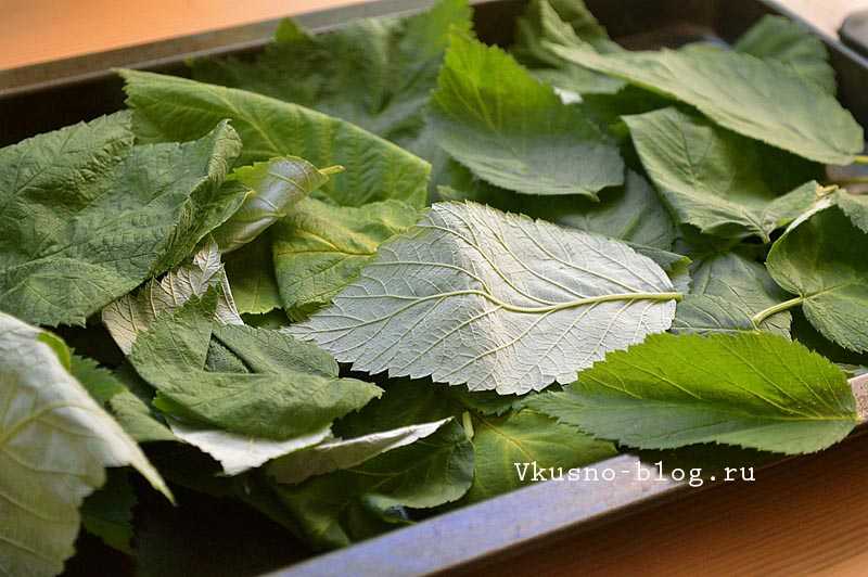 Чай из листьев смородины — польза и вред, заготовка на зиму