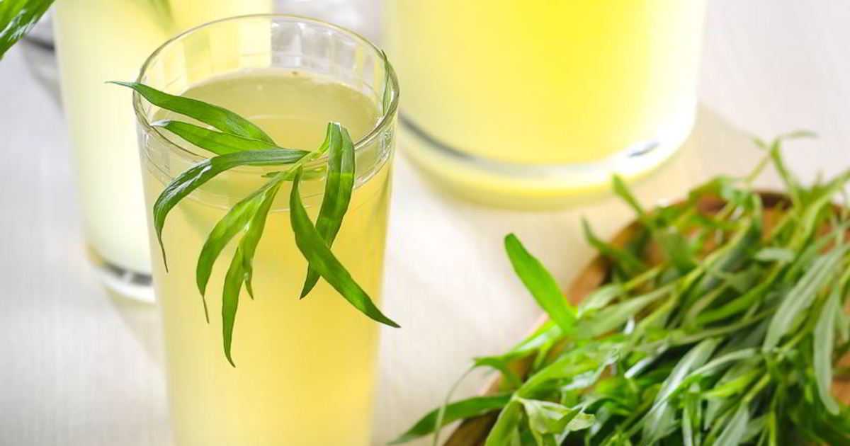 Напиток тархун в домашних условиях: как сделать из травы, рецепт, как приготовить из свежего эстрагона, растущего на даче