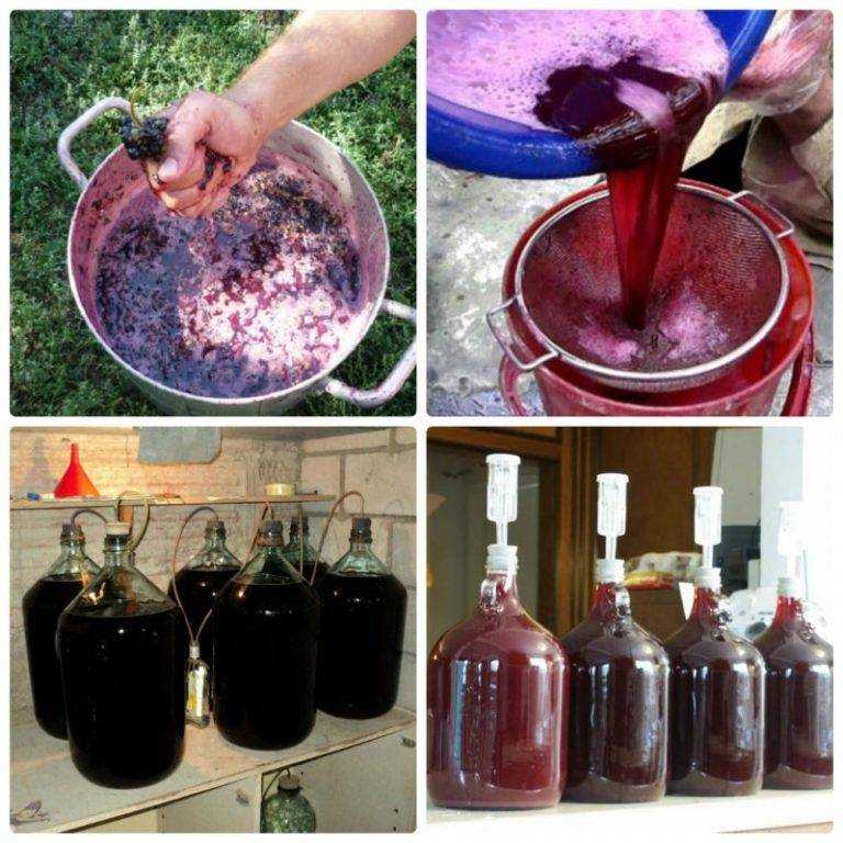 Вино из синего винограда: как сделать в домашних условиях, простой пошаговый рецепт