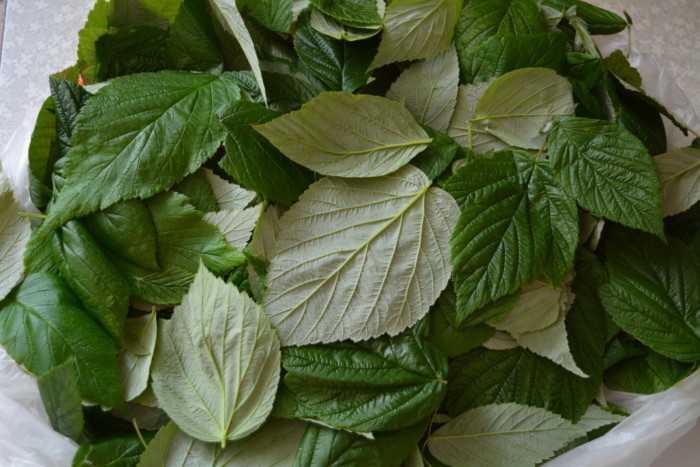 Как приготовить чай из листьев черной смородины и малины, и в чем его польза