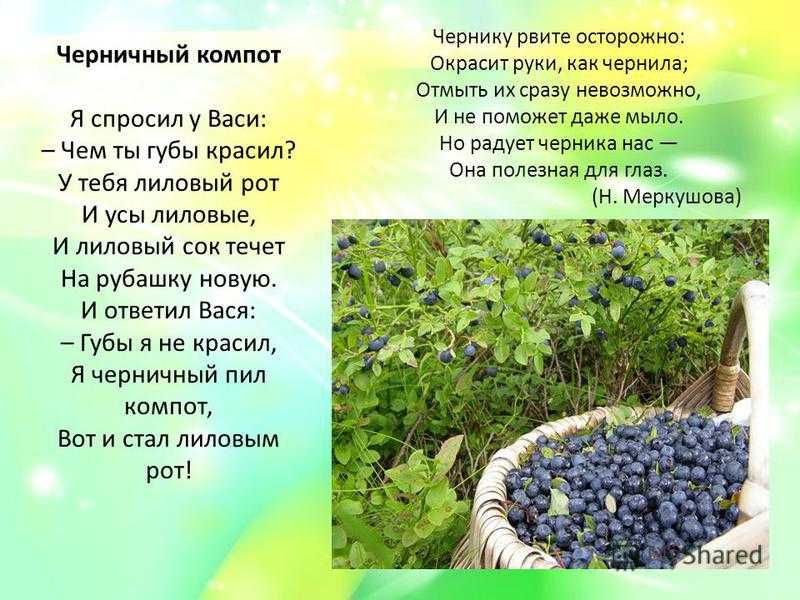 Черничный компот из черники рецепт с фото пошагово - 1000.menu