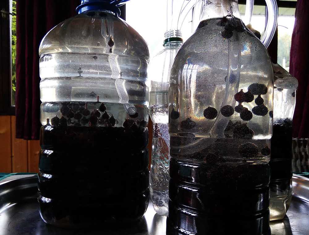 Вино из черной смородины в домашних условиях - простой рецепт пошаговый (фото, видео)