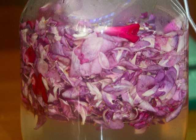 3 простых рецепта приготовления вина из лепестков роз в домашних условиях