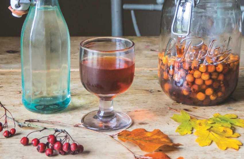 Вино из шиповника: особенности и этапы приготовления в домашних условиях, рецепт натурального сока