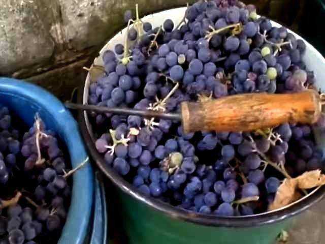 Простой пошаговый рецепт, как сделать вино из свежего синего винограда в домашних условиях