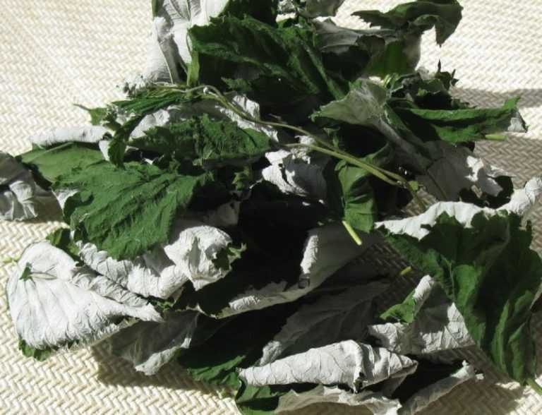 Листья черной смородины - полезные свойства, заготовка, применение