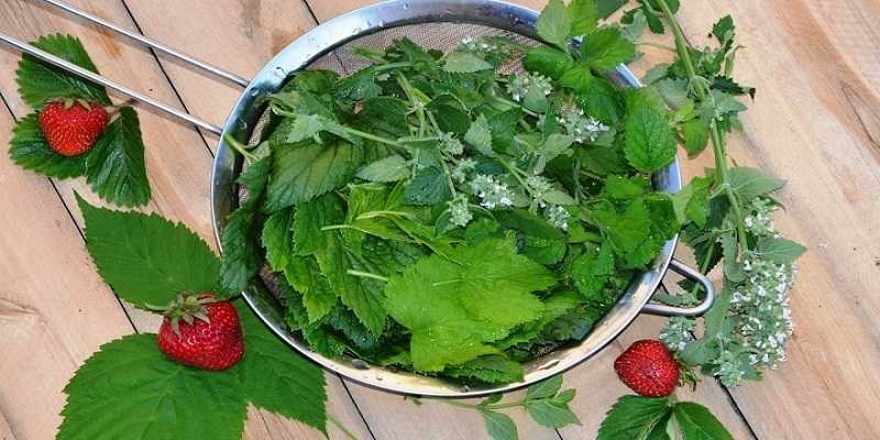 Как сушить землянику: секреты и правила длительного хранения. как сушить землянику для чая: польза ягод и листов