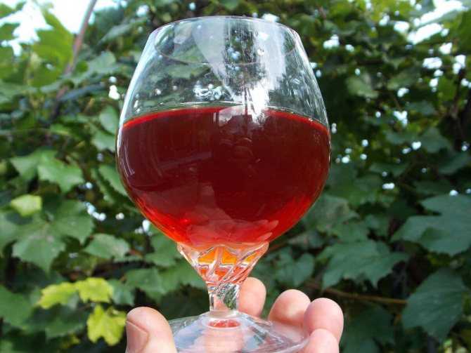 Вино из голубики: рецепт, советы и секреты