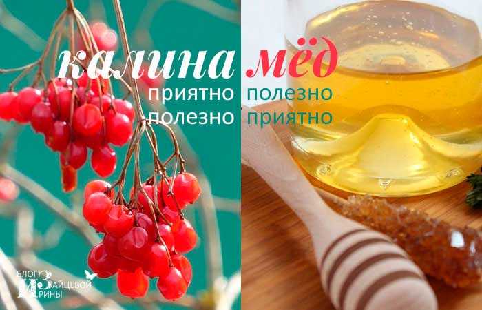 Калина с медом - полезные свойства и секреты эффективного применения