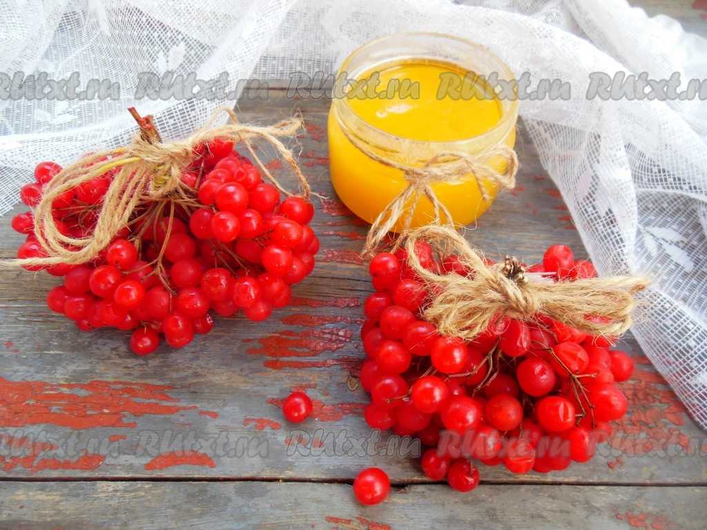 Польза и вред ягоды красной калины – хорошие привычки