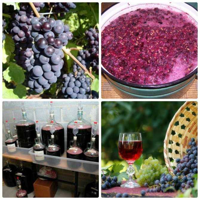 Вино из винограда в домашних условиях 6 рецептов для всех