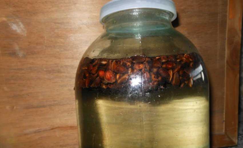 Классический рецепт самогона на кедровых орешках в емкости 3 литра