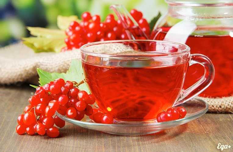 Чай с калиной: полезные свойства, рецепты приготовления