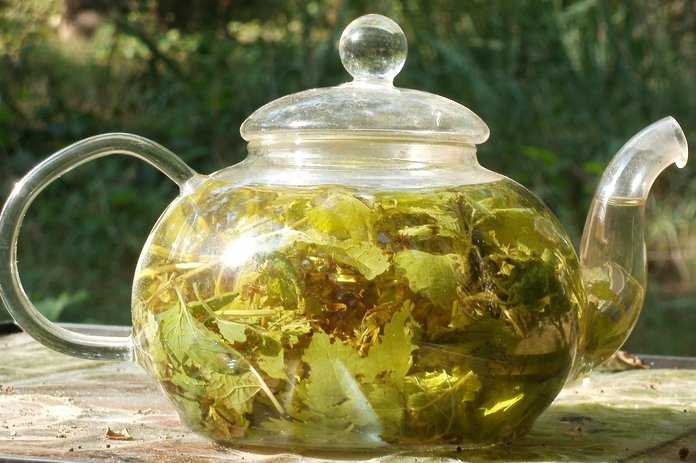 Чай с мелиссой, как приготовить. чем полезен чай с мелиссой. в статье рассказано о пользе мелиссы и даны рецепты чая на основе этой ароматного растения.