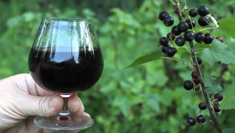 Вино из черной смородины: делаем дома