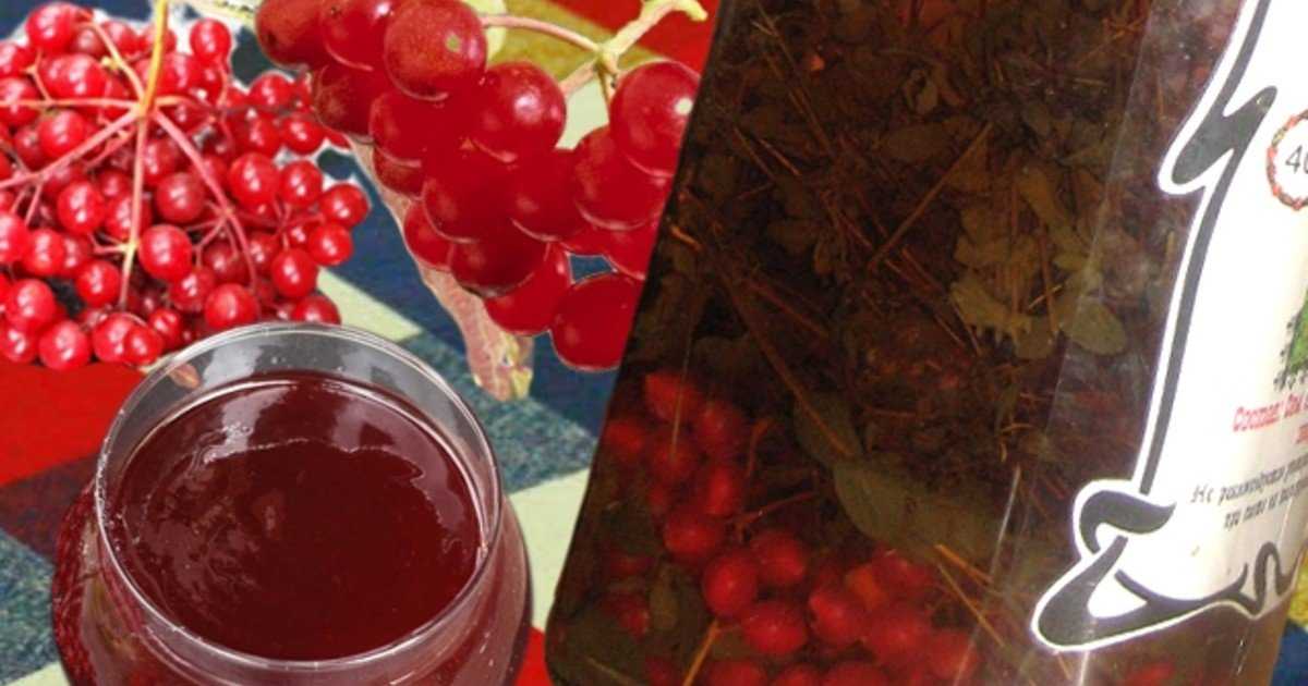 Калина от давления: как заготовить ягоду, как приготовить настой, а также как принимать для давления