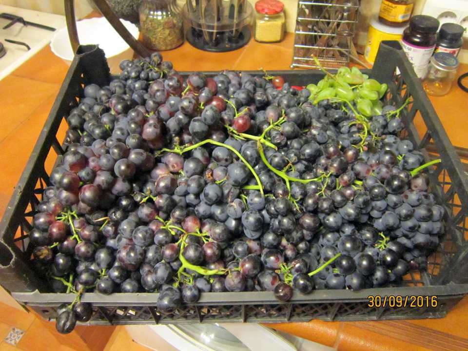 Чача из винограда в домашних условиях, простой рецепт