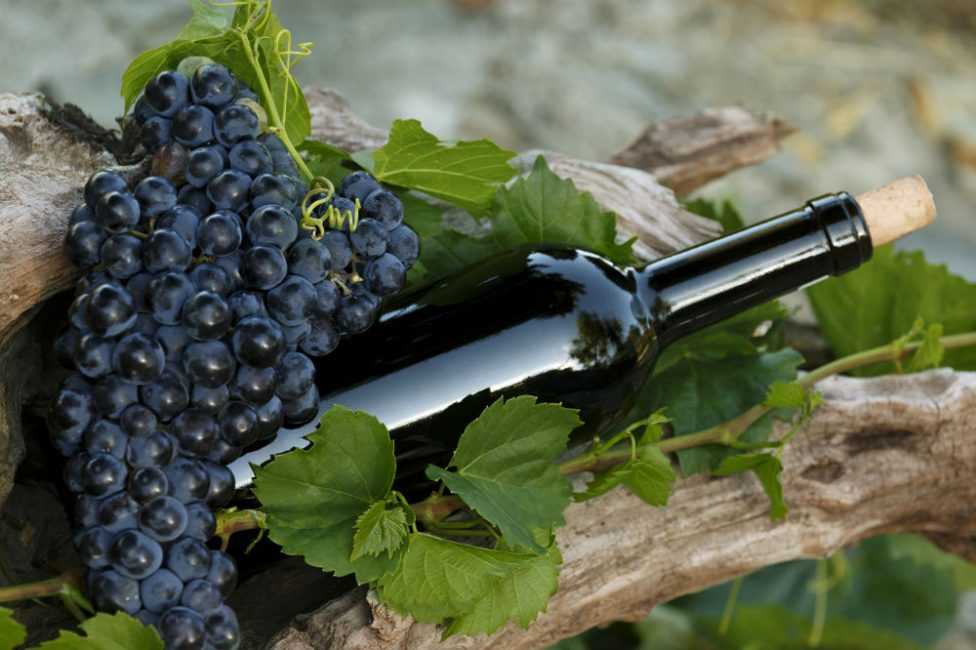 Вино в домашних условиях из винограда: простые рецепты. как сделать вино из винограда белое, красное, сухое?