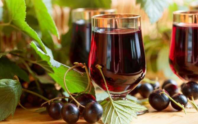 Вино из черноплодной рябины в домашних условиях: простой рецепт вина из черноплодки без дрожжей, с листьями вишни и яблоками