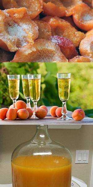 Рецепт приготовления домашнего вина из абрикосов