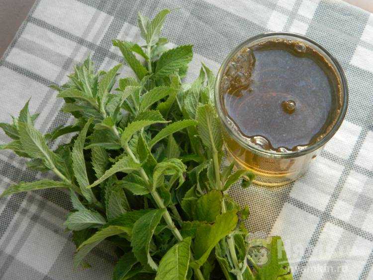 Чай с мятой: полезные свойства и противопоказания мятного чая, рецепты