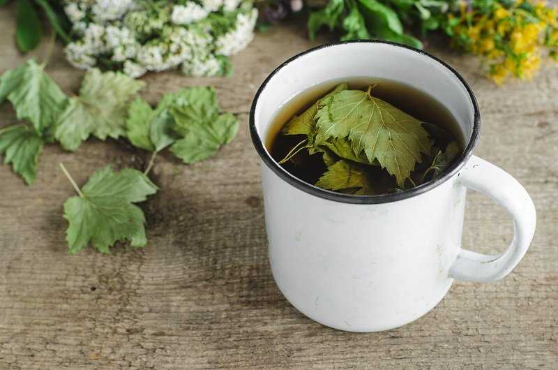 Запасаемся листьями малины для ароматного чая! ферментация в домашних условиях