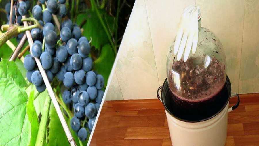 Как приготовить вино из винограда изабелла своими руками?