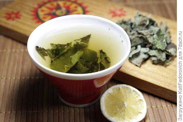 Чай с мелиссой: польза и вред. 9 уникальных рецептов чая