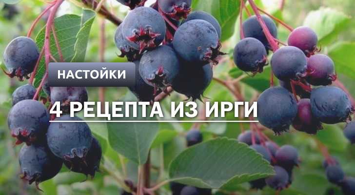 Настойка из ягод игри: топ 5 рецептов ⋆ алкомен.ру-домашний алкоголь рецепт самогон,брага,вино