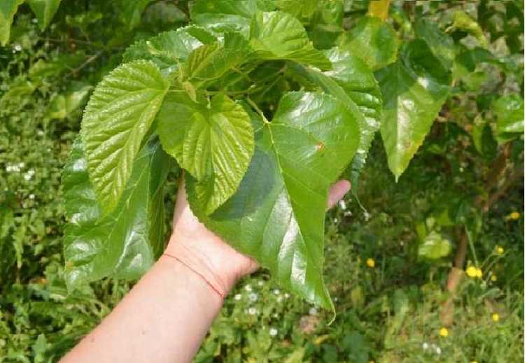 Зелёный чай из листьев шелковицы - страна мам