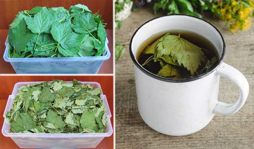 Ферментация листьев смородины и малины, как приготовить ферментированный чай