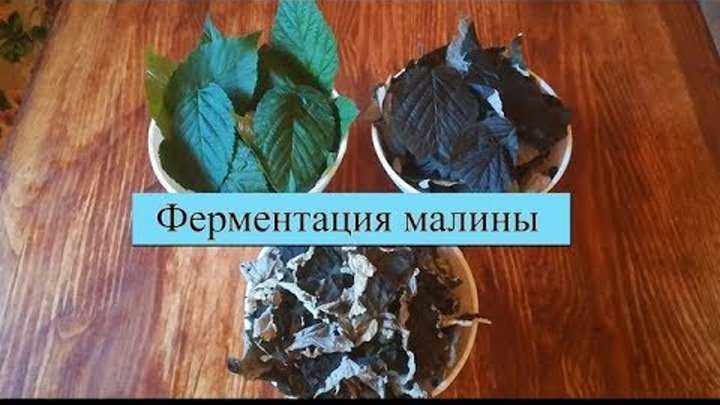 Целебный домашний чай из листьев черной смородины