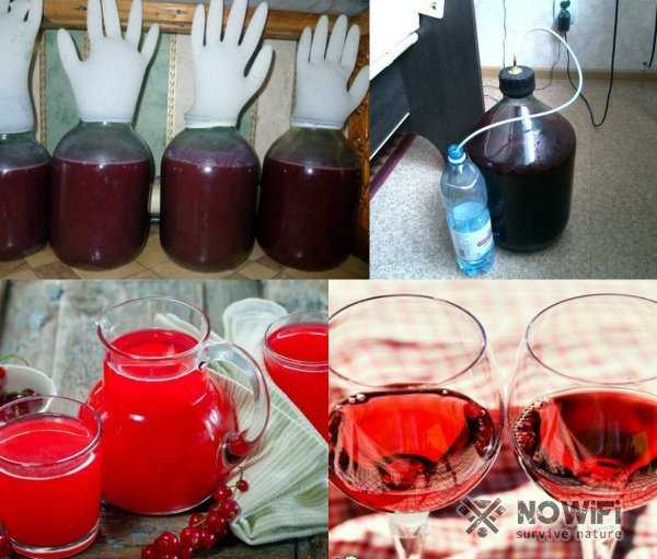 Вино из красной смородины - простые рецепты в домашних условиях