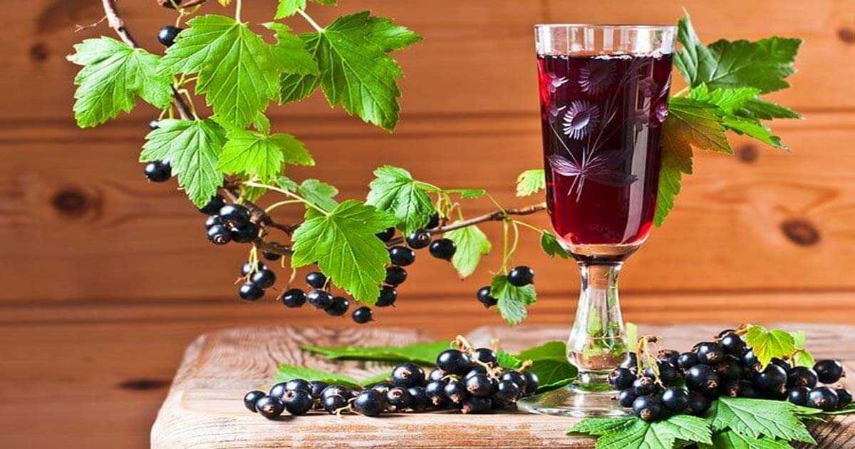 Вино из смородины: популярные рецепты с фото