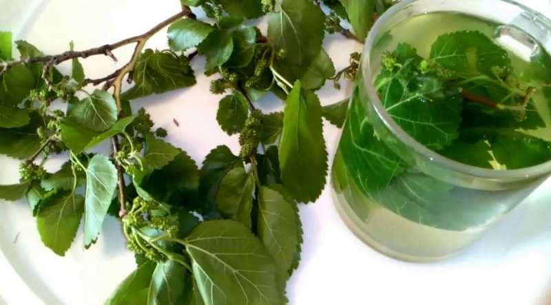 Зелёный чай из листьев шелковицы