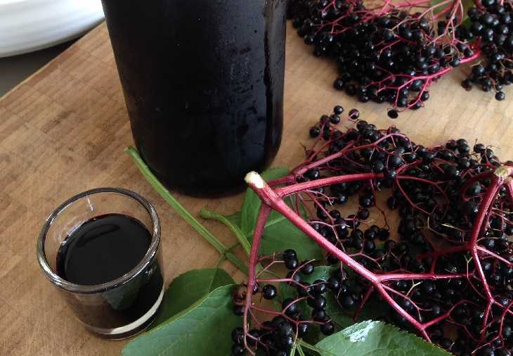 Вино из бузины черной в домашних условиях простой рецепт